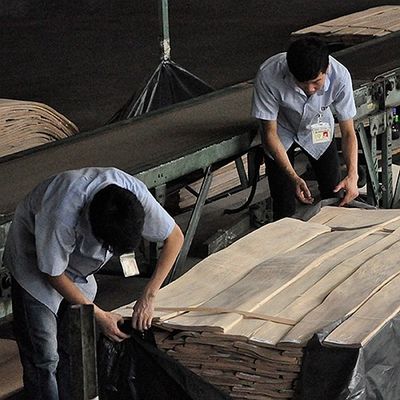 FSC φυσικό άσπρο τέφρας Burl σιτάρι σχεδίων καπλαμάδων σπειροειδές ένας βαθμός για το πάχος 0.50.55mm διακοσμήσεων ξενοδοχείων