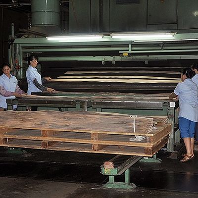 Πάχος 0.5mm σφενδάμνου ματιών του αμερικανικού φυσικού σφενδάμνου ξύλινου πουλιού καπλαμάδων καλή ποιότητα για τα έπιπλα και το μουσικό όργανο