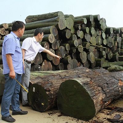 Πραγματικό ξύλο Φανέρα Basswood φέτα κόψιμο για το μέγεθος 13cm Up Flat Cut ευθεία για το ντουλάπι φύλλο προσώπου