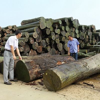 φυσικό Makore οργάνων 0.5mm μουσικό της Αφρικής ξύλινο Αντιαεροπορικό Πυροβολικό βαθμού σιταριού καπλαμάδων ευθύ
